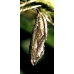 Painted Lady Vanessa cardui 5 Pupae